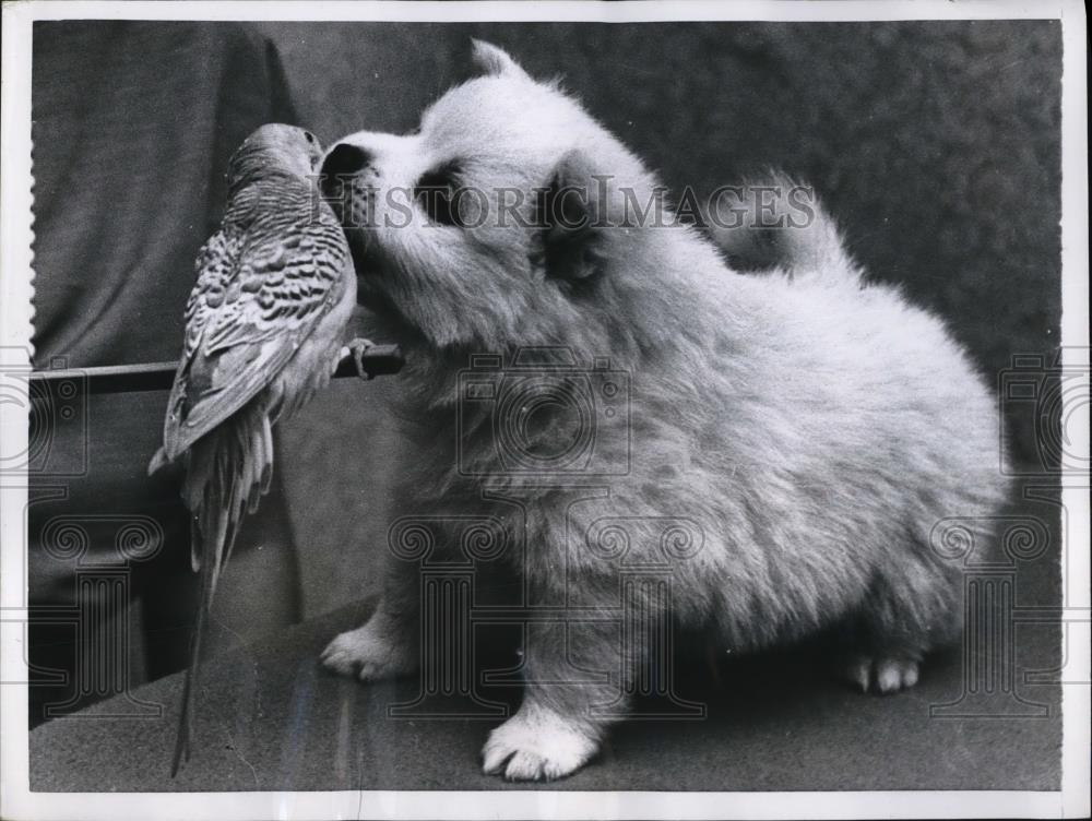 1955 Press Photo Parakeet &amp; a Spits puppy kissing in their Berlin, Germany home - Historic Images