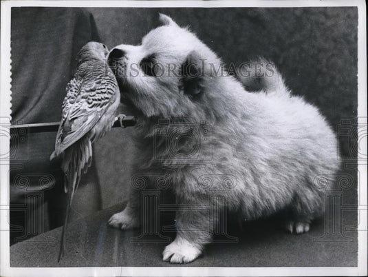 1955 Press Photo Parakeet & a Spits puppy kissing in their Berlin, Germany home - Historic Images