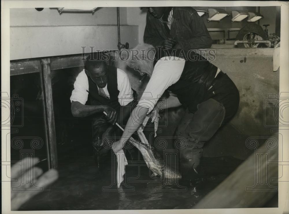 1933 Press Photo 5foot aligator in the Department of Commerce Aquarium - Historic Images