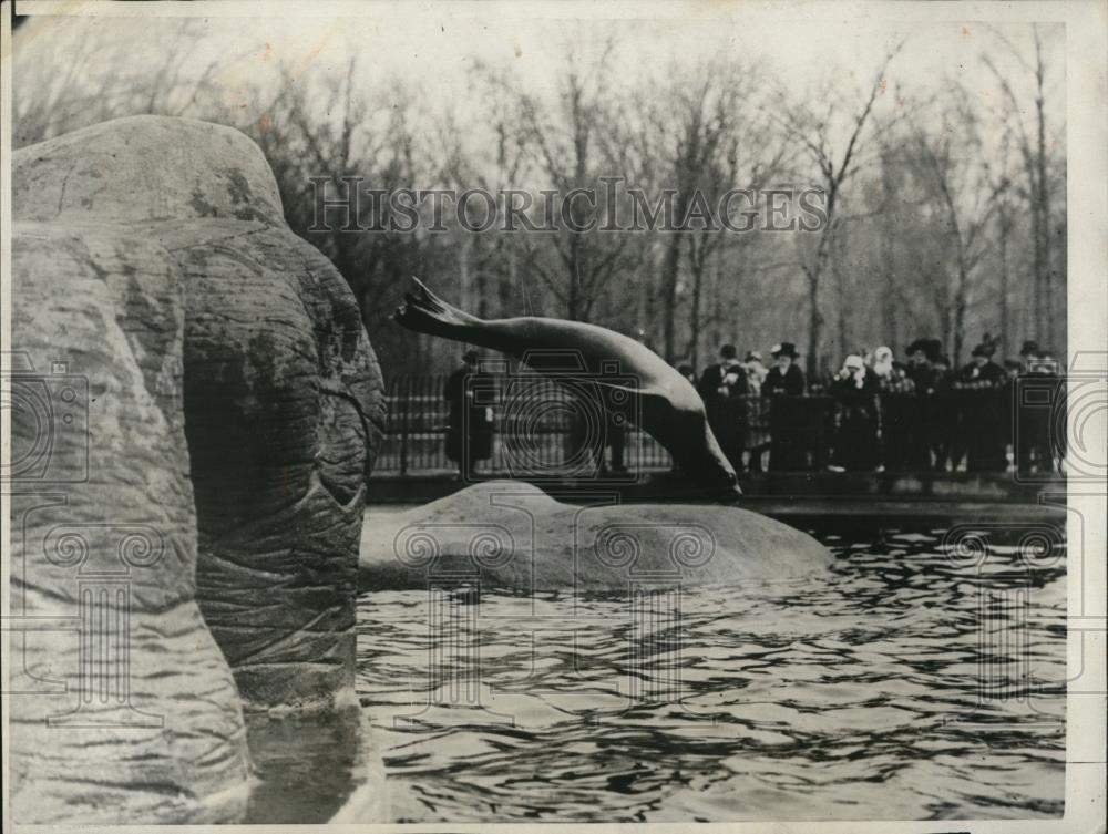 1924 Press Photo Brownie, a Golden Gate sea lion at Bronx Park Zoo - Historic Images