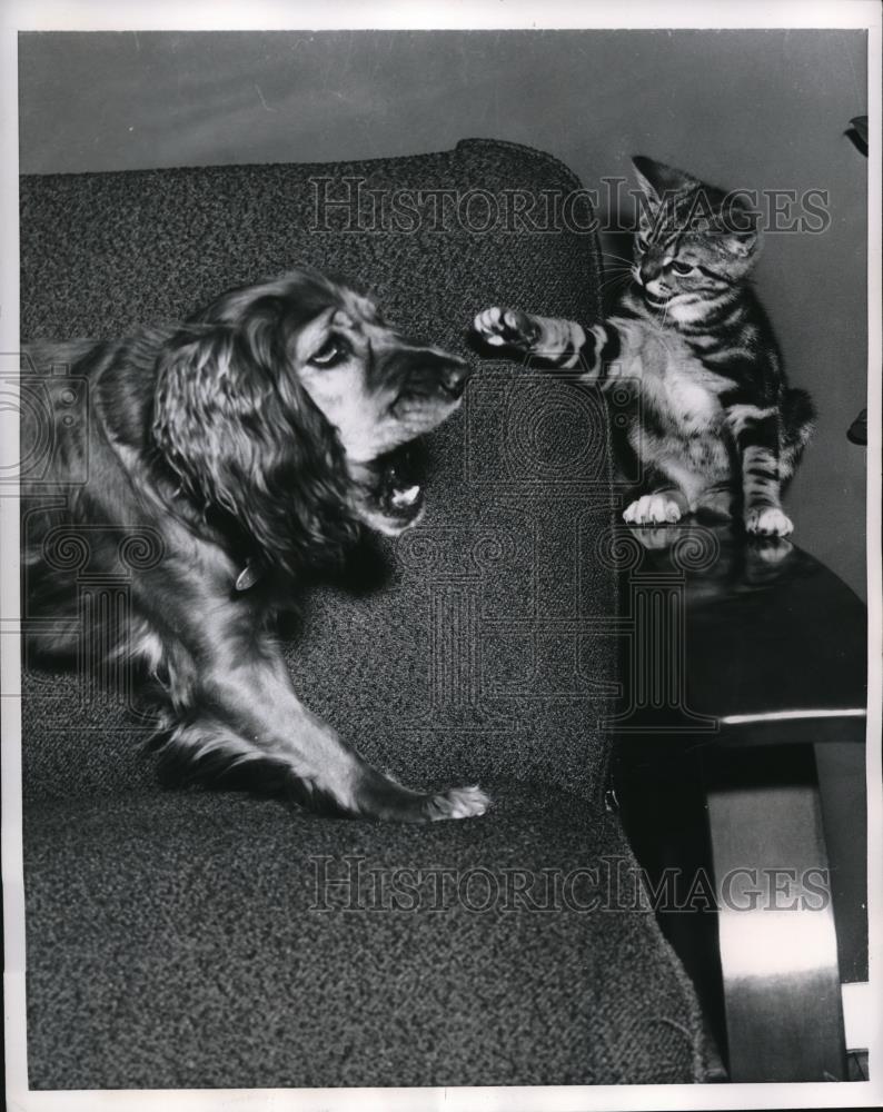 1956 Press Photo Fightin&#39; like Cats N&#39; Dogs - Historic Images