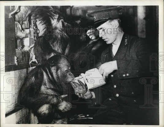 1935 Press Photo Chimpanzee Joe on hot milk to keep colds away zoo in London - Historic Images