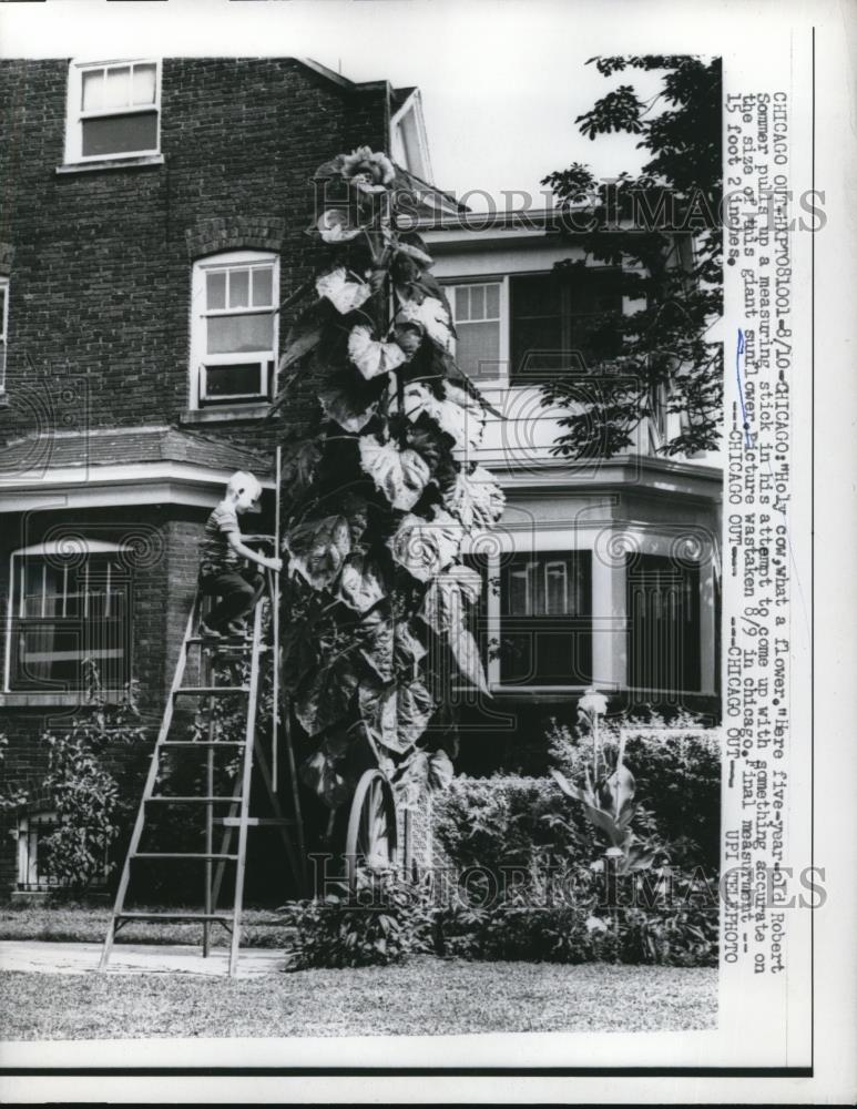 1959 Press Photo Robert Sommer Measures 15 foot Sunflower - Historic Images