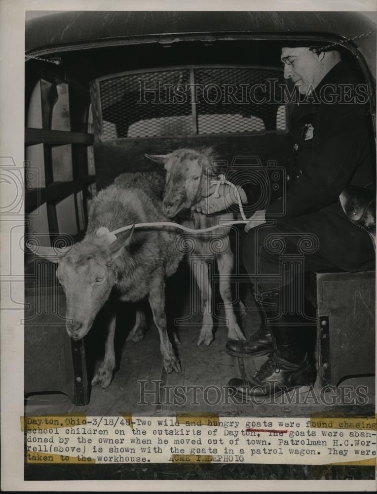 1948 Press Photo Two wild and hungry goats found chasing school children - Historic Images