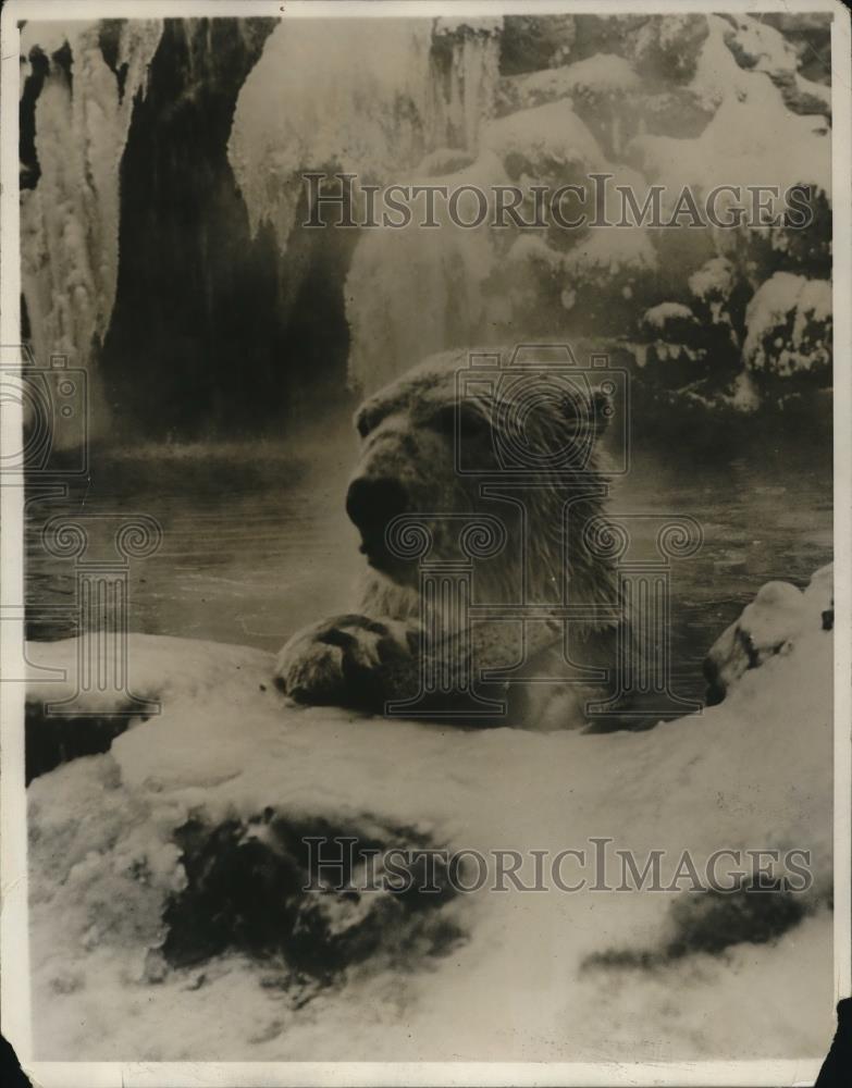 1930 Press Photo Polar bear Silver King enjoys meal while bathing - Historic Images