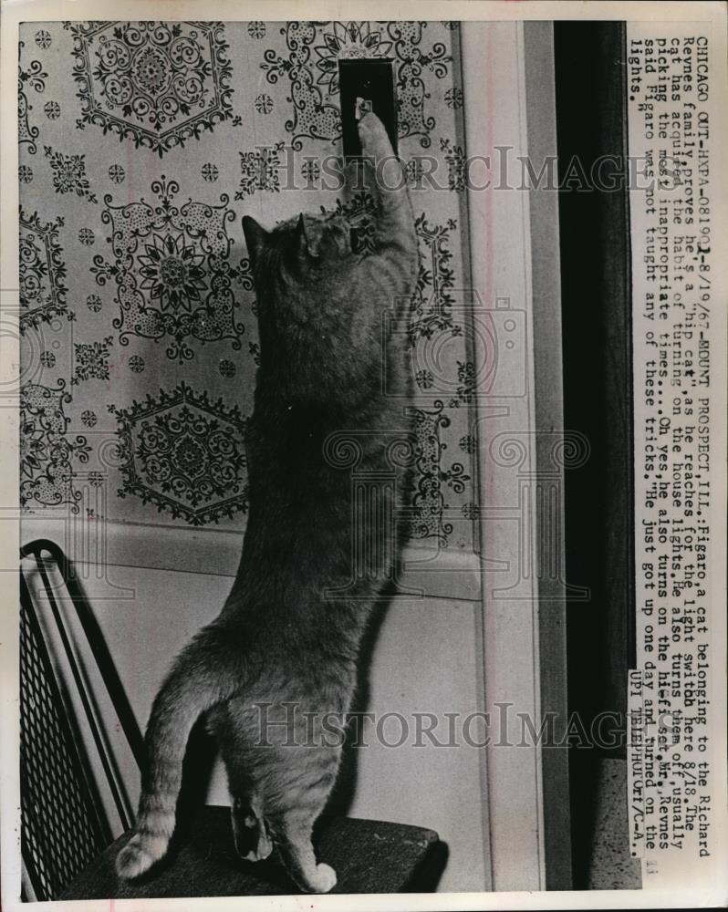 1967 Press Photo Chicago Mount Prospect Ill Figaro a cat belonging to the - Historic Images