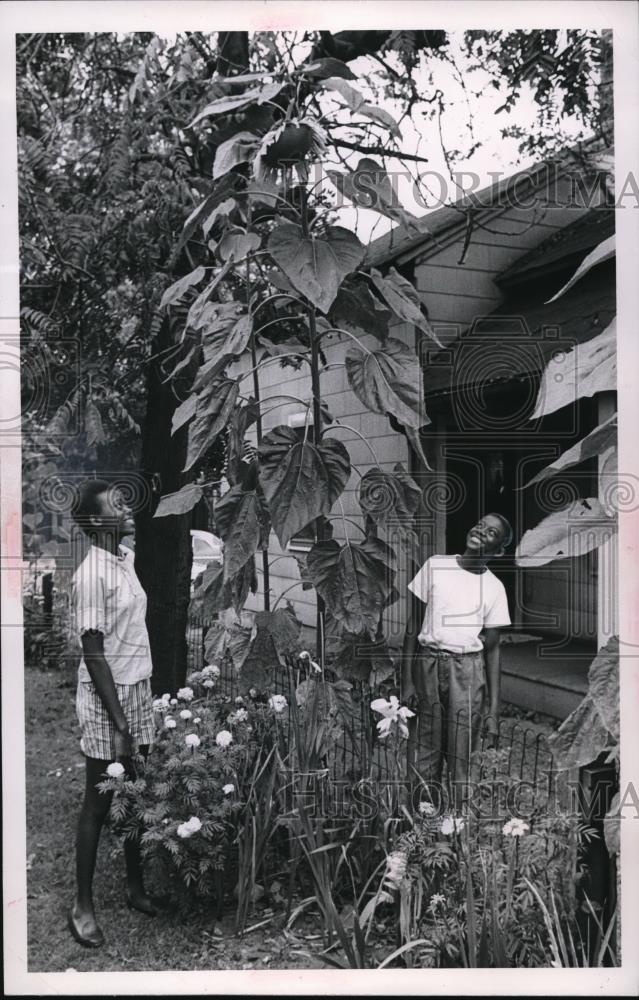 1952 Press Photo Giant Sunflower admiring flowers are Gwen and Harold - Historic Images