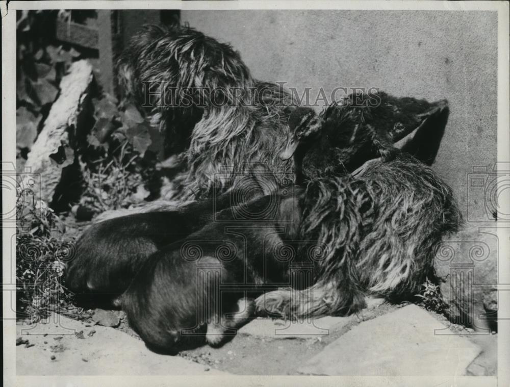 1934 Press Photo Duck by Mrs AE Burton and Snooky, the dog companionship - Historic Images