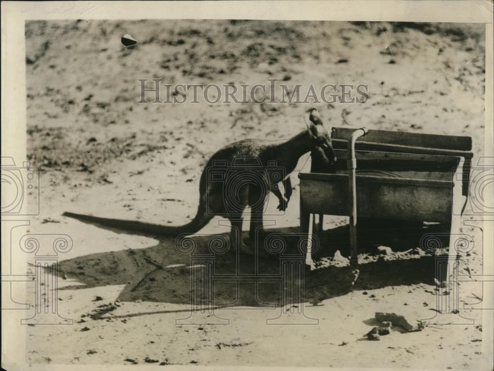 1930 Press Photo Baby kangaroo come out from the back country Woods of Australia - Historic Images