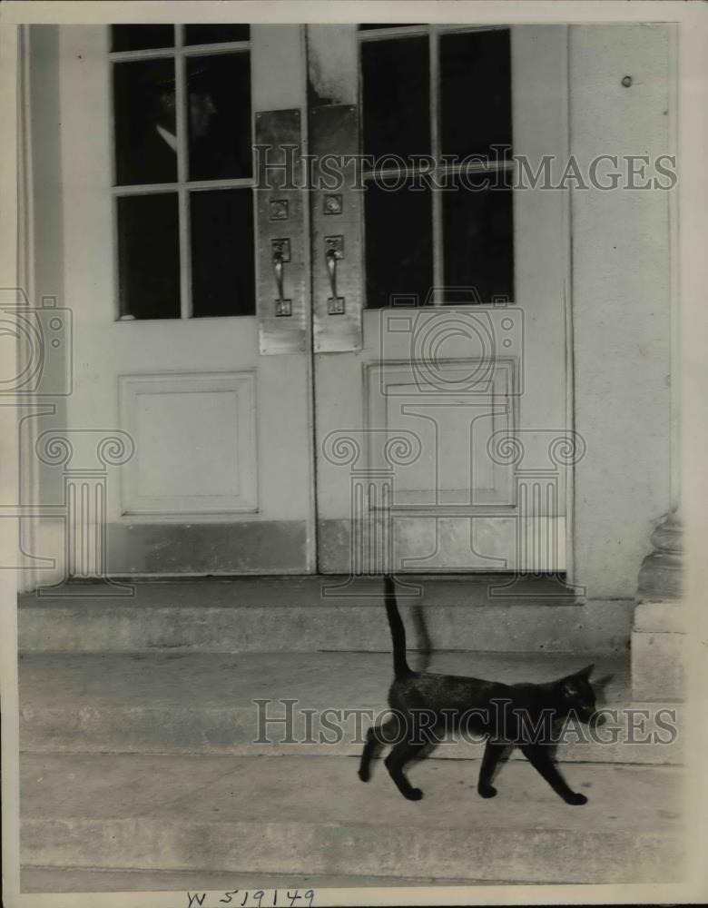 1929 Press Photo White House has Counterpart of Downing Street Cat - Historic Images