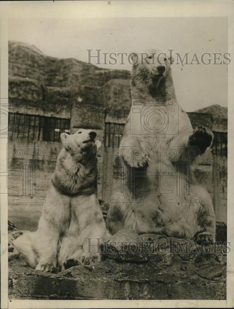 1927 Press Photo Fighting Bob with other bears at London Zoological Garden - Historic Images