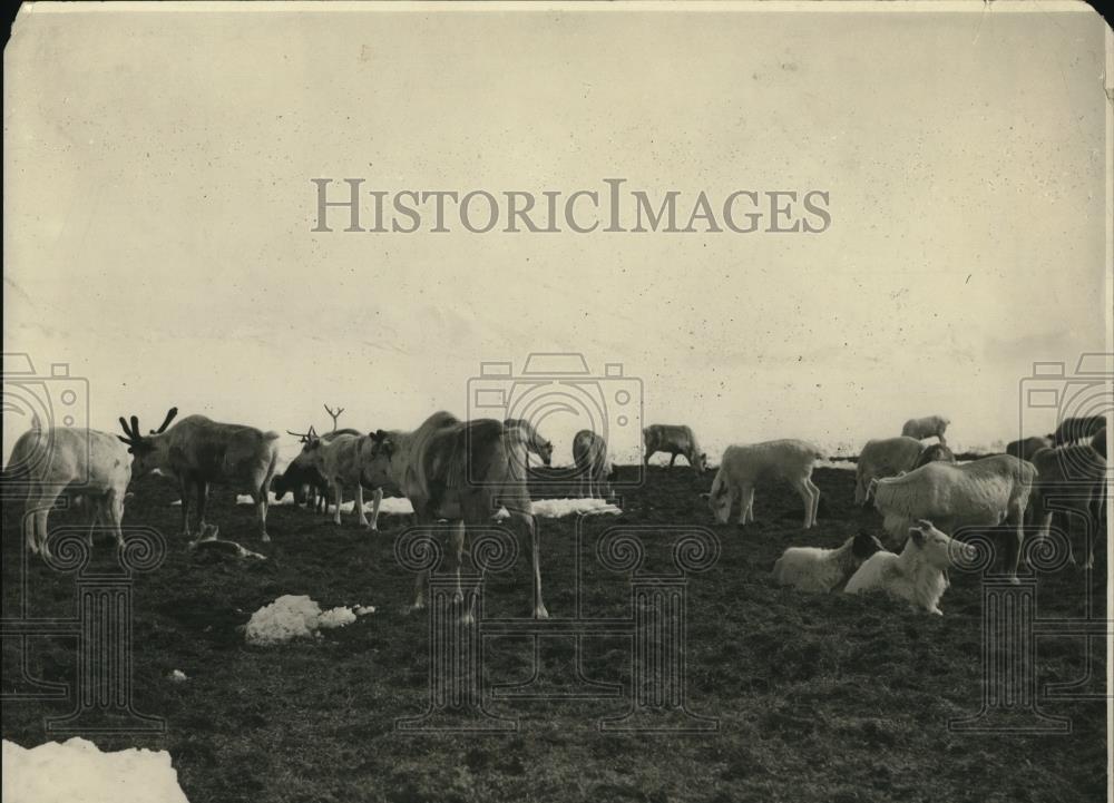 1922 Press Photo Reindeer on spring range - Historic Images