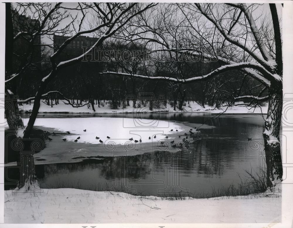 1948 Press Photo Ducks feed at Lincoln park lagoon - Historic Images