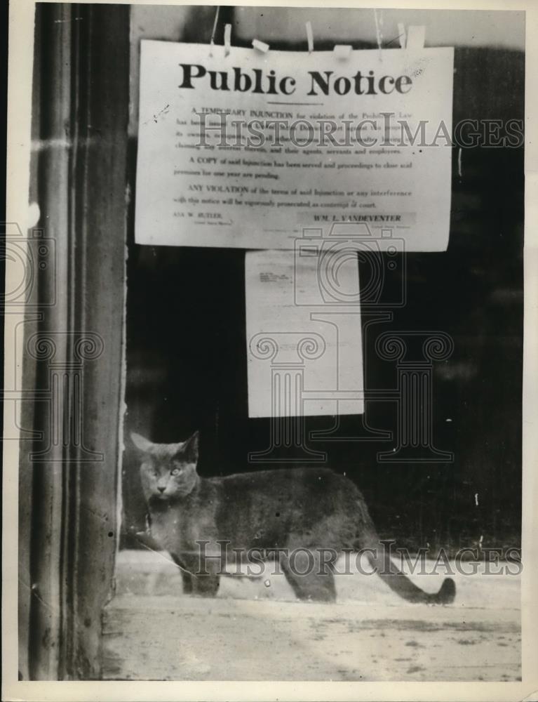 1929 Press Photo This tabby a martyr to the Dry Law escaped after 4 days - Historic Images