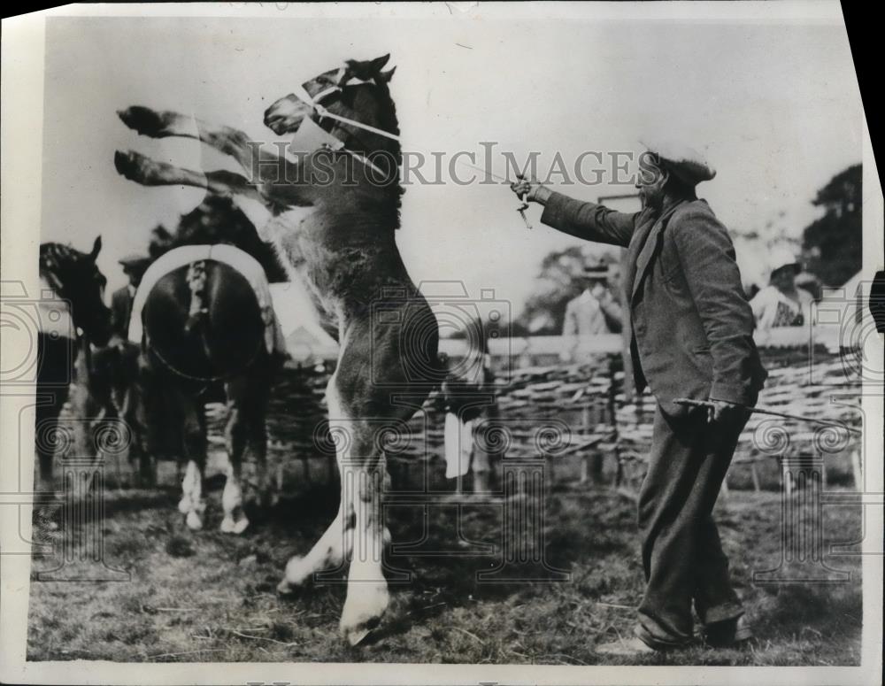 1933 Press Photo Full Spirited &quot;Barkway Boy&quot; at Hatfield Park, England - Historic Images