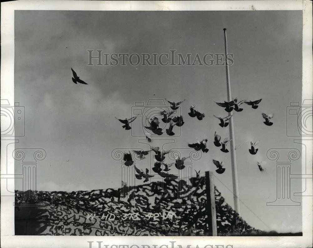 1942 Press Photo Pigeons on the Camouflaged Roof - Historic Images