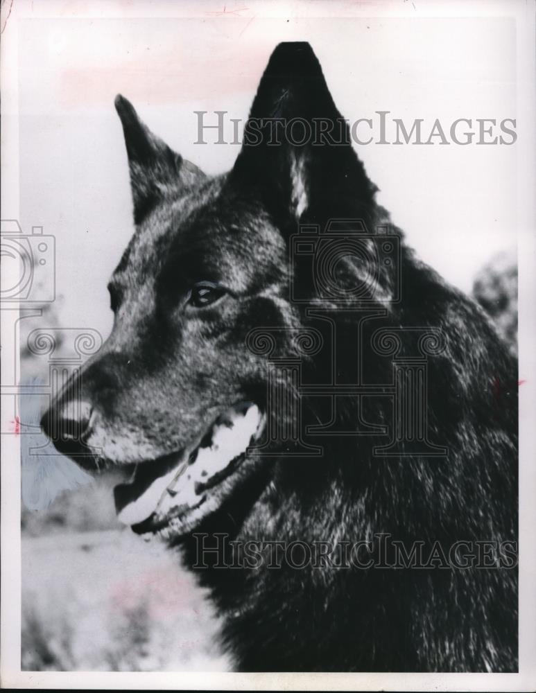 1960 Press Photo Black Belgian Sheepdog - Historic Images