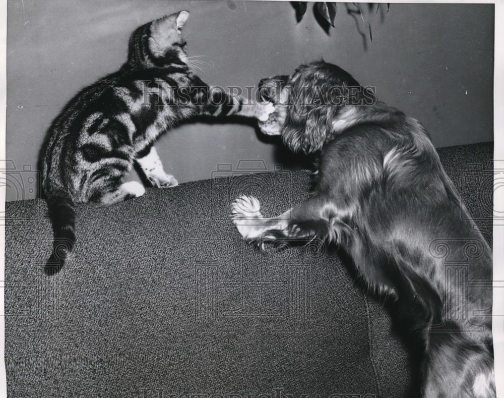 1956 Press Photo Pow Right in the kisser from now on Mickey will have a little - Historic Images