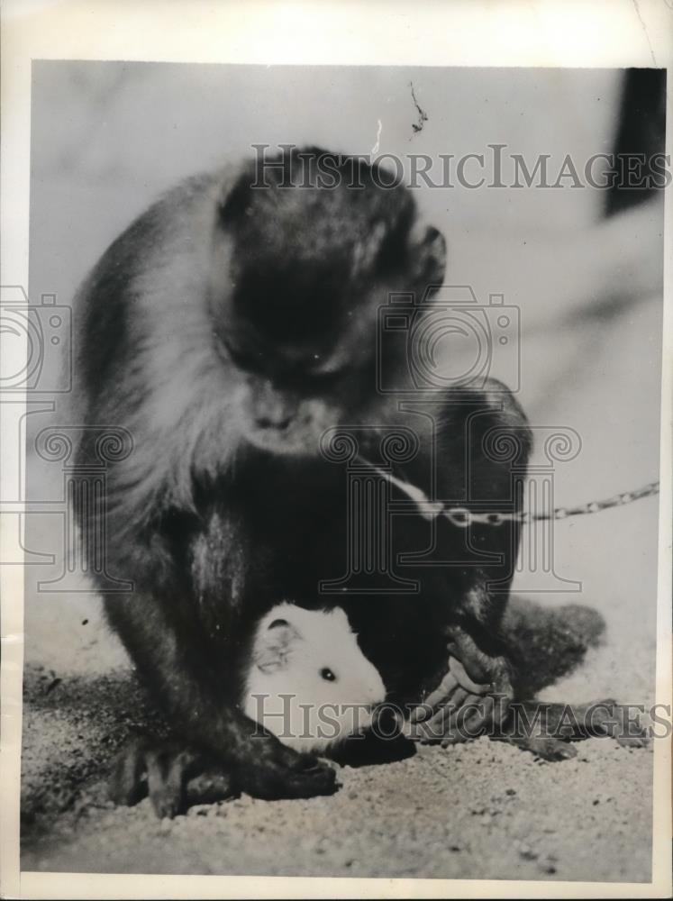 1932 Press Photo Ring Tailed Monkey Eddie Cares For Guinea Pig Weinberg Zoo LA - Historic Images