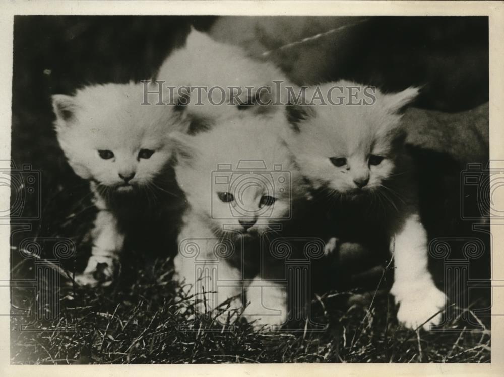 1929 Press Photo One drawing card for the Annual Cat and Dog Show which opened - Historic Images
