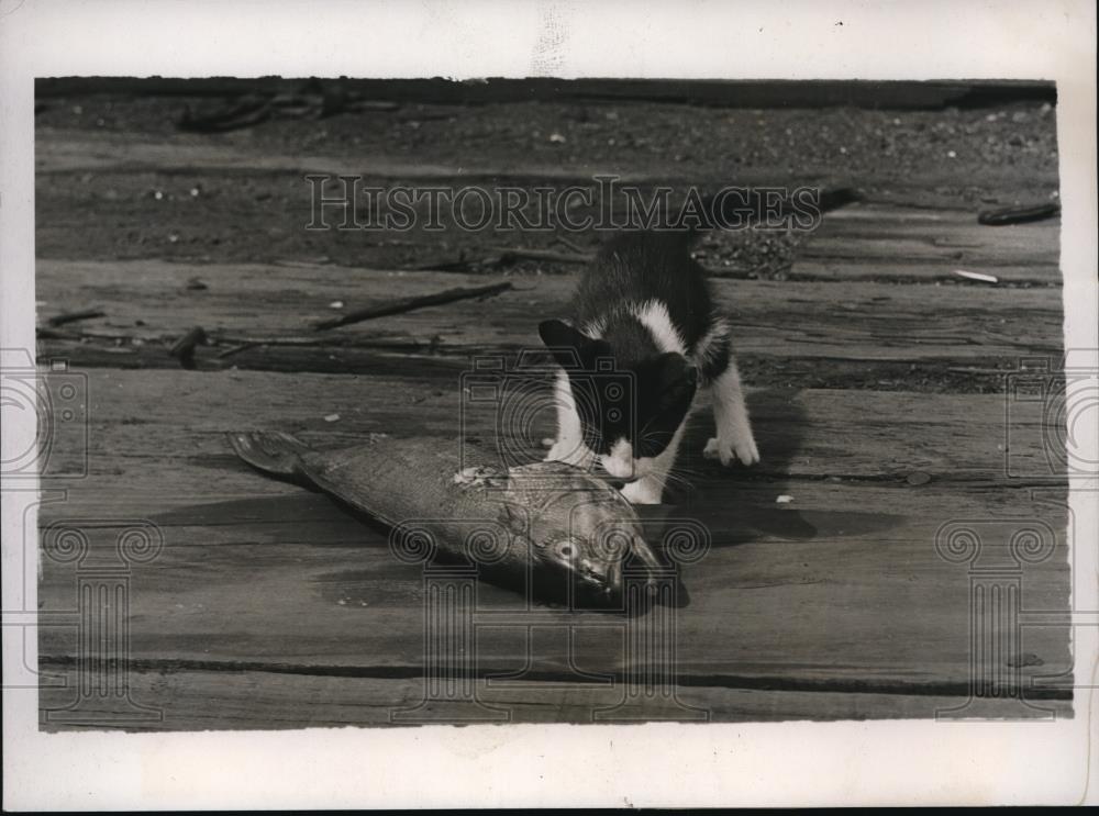 1939 Press Photo Kitten about to leave the Clayton Yacht Club Docks with a bass - Historic Images