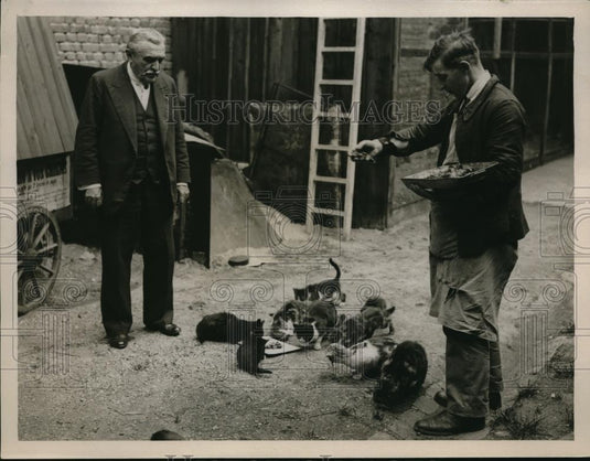 1931 Press Photo Dr. Loir & the Trainer Watching Cats Feeding - Historic Images