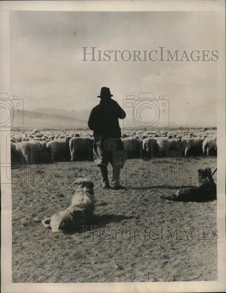 1939 Press Photo Herder in Santa Cruz Argentina with is dogs Flocking sheep - Historic Images