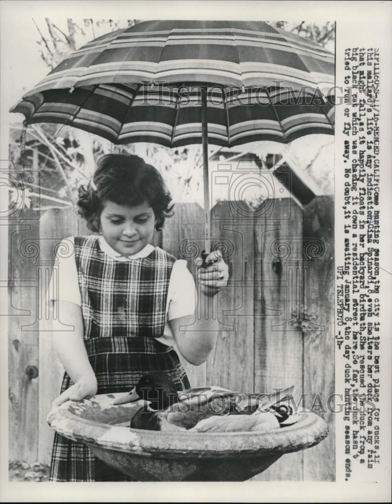 1960 Press Photo Gina Spinardi, 8, Shelters A Mallard Duck In Her Backyard - Historic Images