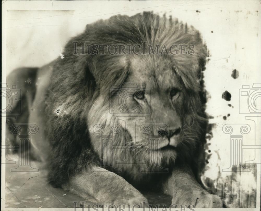 Press Photo Lion - Historic Images