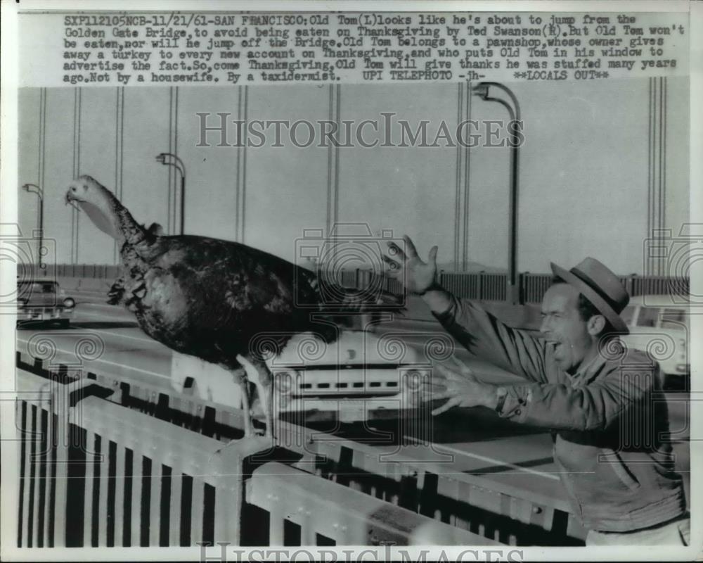 1961 Press Photo San Francisco Old tom might look like he's about to jump from - Historic Images