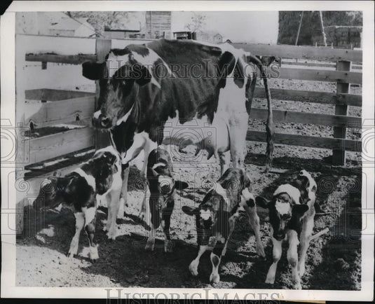1949 Press Photo Cieo, 6-year-old Holstein cow, with her newborn bull calves - Historic Images