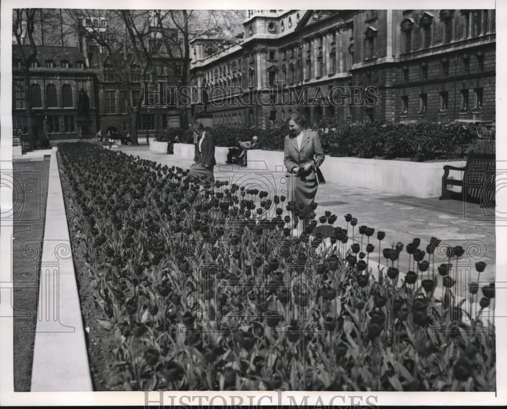 1955 Press Photo Two Girls Admiring Tulips London&#39;s Parliament Square - Historic Images