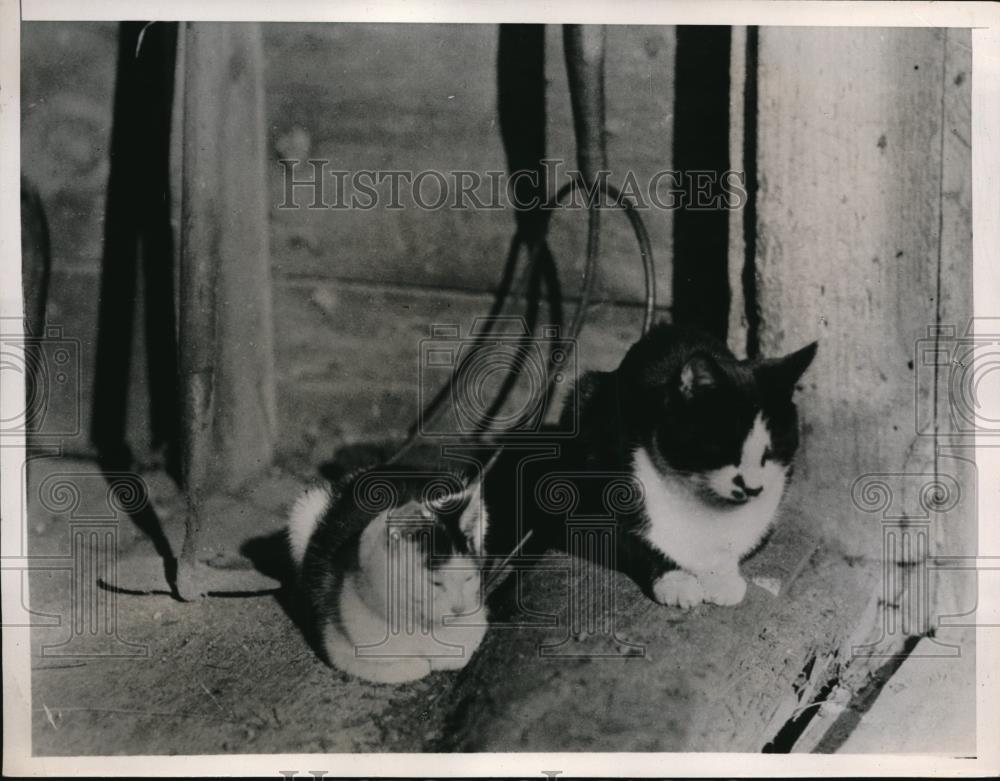 1934 Press Photo Kitty and Minnie down at the farm - Historic Images