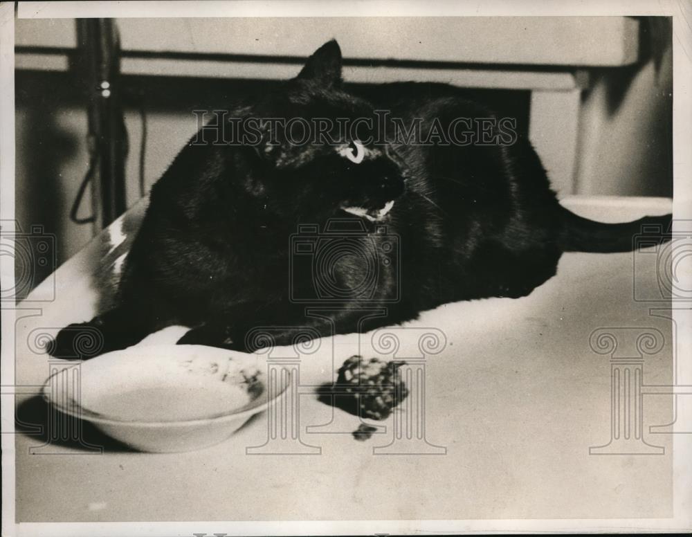 1938 Press Photo Lily cat snarling in a nasty manner - Historic Images