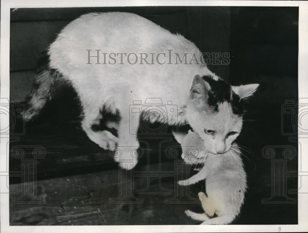 1938 Press Photo Whitey Brought Certification for Bravery - Historic Images