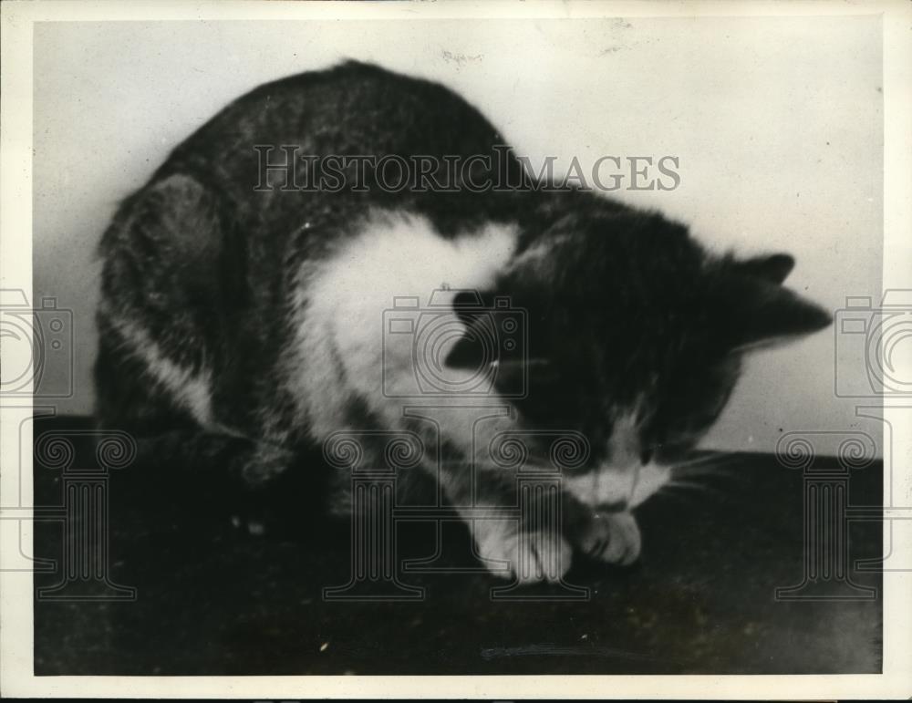 1938 Press Photo Ashtabula Ohio Kittens Judy Extra Ears Feline George Wood - Historic Images