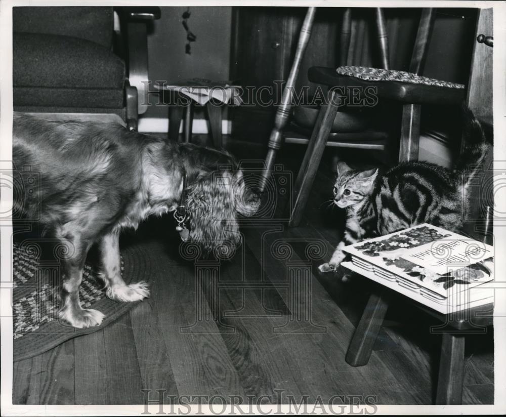 1956 Press Photo A showdown was inevitable after Mickey the Spaniel and Tabby - Historic Images