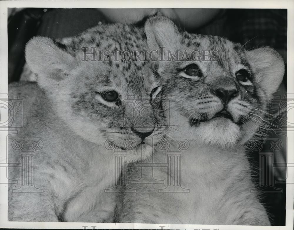 1961 Press Photo Lion cub uses sister&#39;s head for a pillow - Historic Images