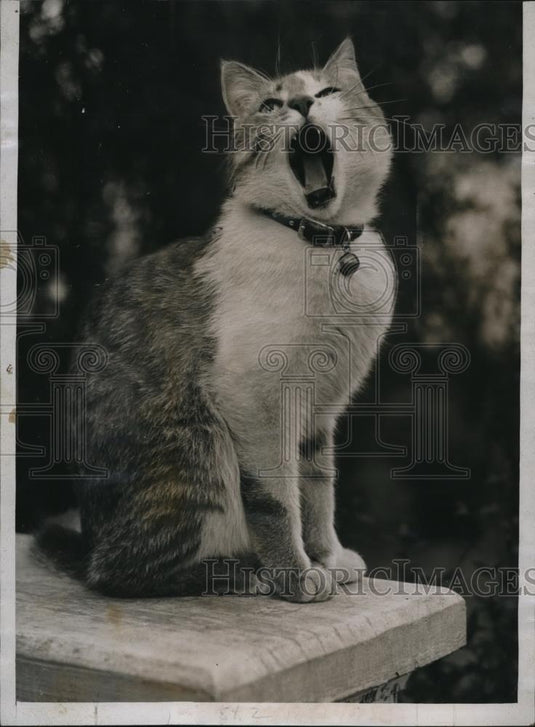 1935 Press Photo Mickey has become very tired wearing his bell to obey the law - Historic Images
