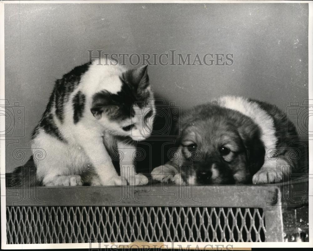 1960 Press Photo Recovering its composure kitty reads the riot act to the pup - Historic Images