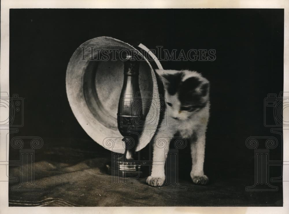 1938 Press Photo Katie The Kitten Looking For Place To Lie - Historic Images