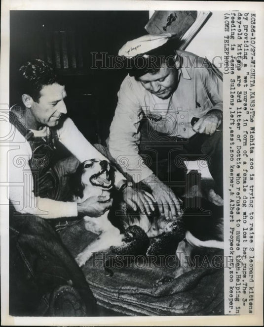 1949 Press Photo Wichita zoo raises 2 leopard kittens with "wet nurse" dog - Historic Images