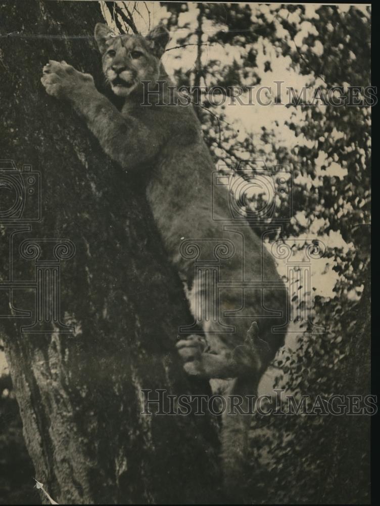 1924 Press Photo Lion On His Way Up The Tree, Trying To Get Away From The Dogs - Historic Images