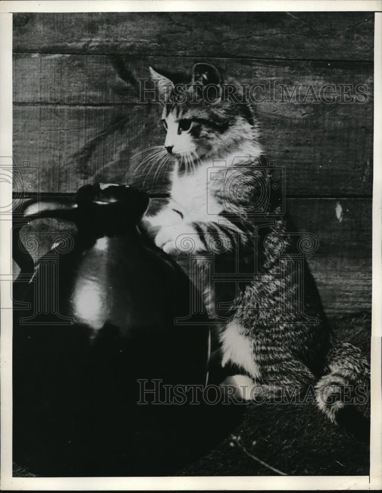 1938 Press Photo A kitten cautiously places her paws on the smooth sides of the - Historic Images