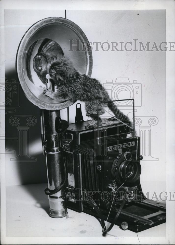 1945 Press Photo Brazilian Monkey examined a speed graphic camera - Historic Images