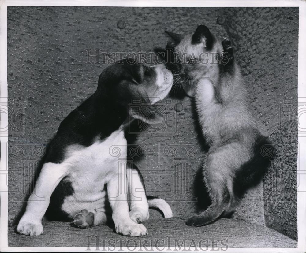 1959 Press Photo Simese Kitten and Eagle of Kansas City are best friends - Historic Images