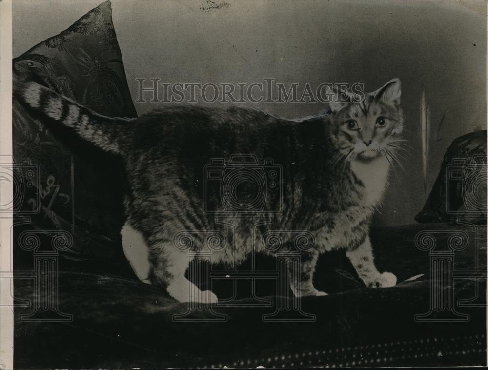 1925 Press Photo Cat John Henry left a piece of millionaire owner&#39;s fortune - Historic Images