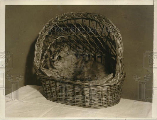 1930 Press Photo Washington DC The annual show sponsored by the Columbian Cat - Historic Images