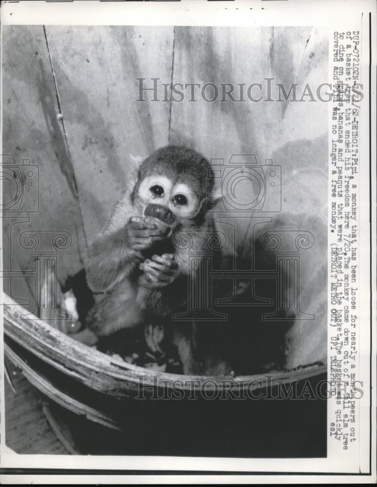 1962 Press Photo Lost Monkey Pipi Caught In A Basket Trap Detroit Michigan - Historic Images