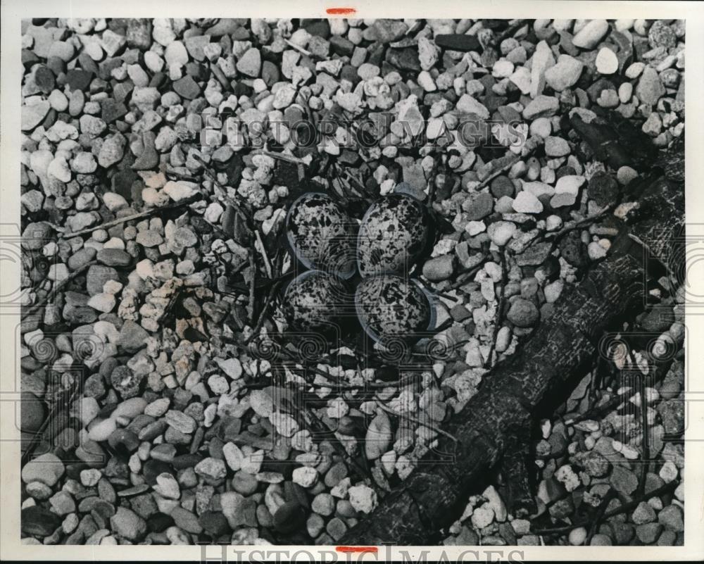 1975 Press Photo Kildeer Eggs Camouflaged On Pebbled Roof - Historic Images